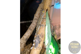 Геккон Токи, Gekko gecko