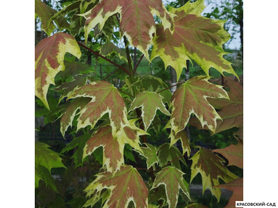 Клен остролистный Друммонди - Drummondii