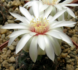 Gymnocalycium mesopotamicum - 10 семян