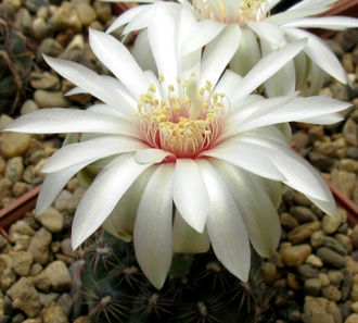 Gymnocalycium mesopotamicum - 5 семян