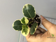 Фикус Джулия / Моклэйм вариегатный / ficus Giulia