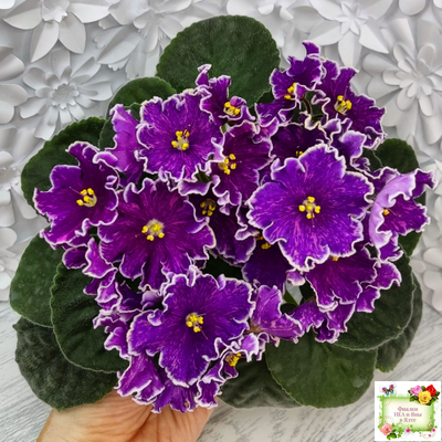 АВ-Просто Космос (Фиалковод) 2019 г.