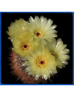 Notocactus schlosseri