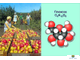 Химия. Органические соединения, слайд-комплект (20 слайдов)