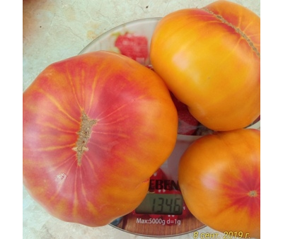 Томат Олд флейм (Old Flame, Старое пламя)