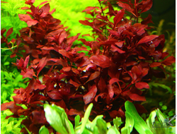 Ludwigia natans Super red