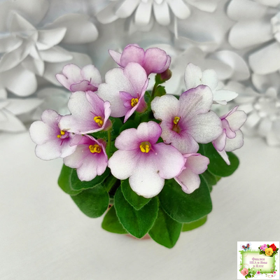 ЛЕ-Колибри (Е. Лебецкая) (3 листа посажены в 1 стак. 20.10.25)