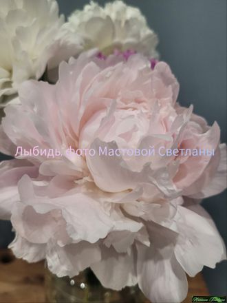 Пион Лыбидь