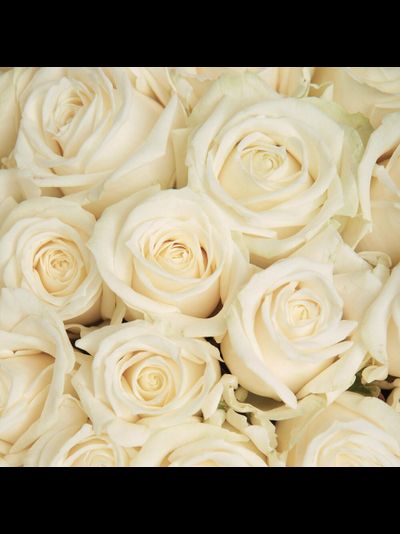 51 белая роза