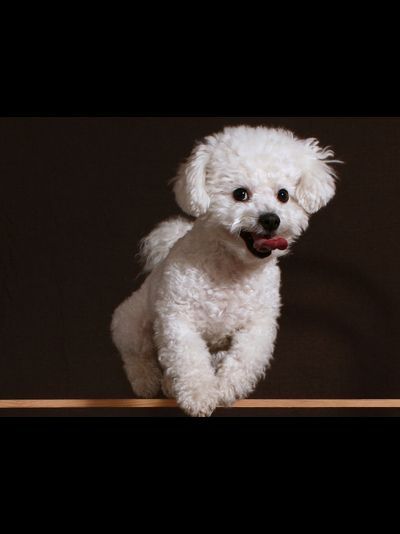 Купить греющую картину с фото бегущий щенок