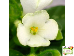 Н-Каламбур (Н. Бердикова) 2016 трейлер