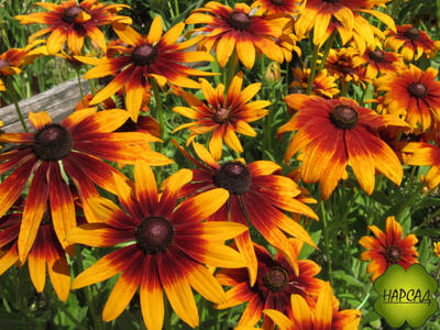 Рудбекия "Янтарь"