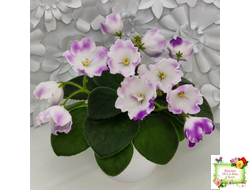 SimSim Magic Bells (Alex Mayer) (лист посажен 07.10.25)