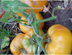 Томат Японское томатное дерево (Japanese tomato tree)