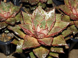 Echeveria purpusorum (2 листочка)