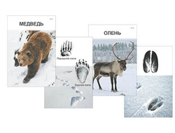 Комплект дидактических карточек "Следы на снегу"