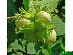 Фундук (лещина) "Подарок Шарова"