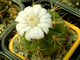 Gymnocalycium eurypleurum P 434 (D=40 мм)