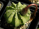 Echinopsis subdenudata Х Psl.ancistrophora F2 - 5 семян