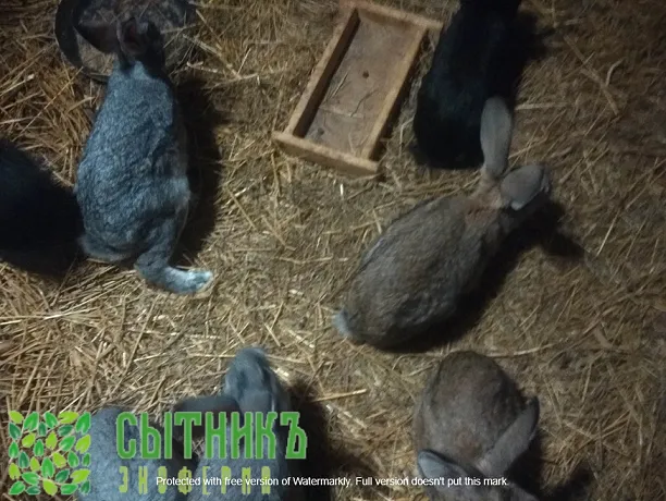 Мясо фермерское кролика купить