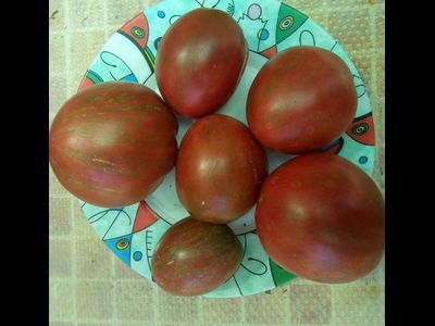 Томат Хлоя (Chloe) США