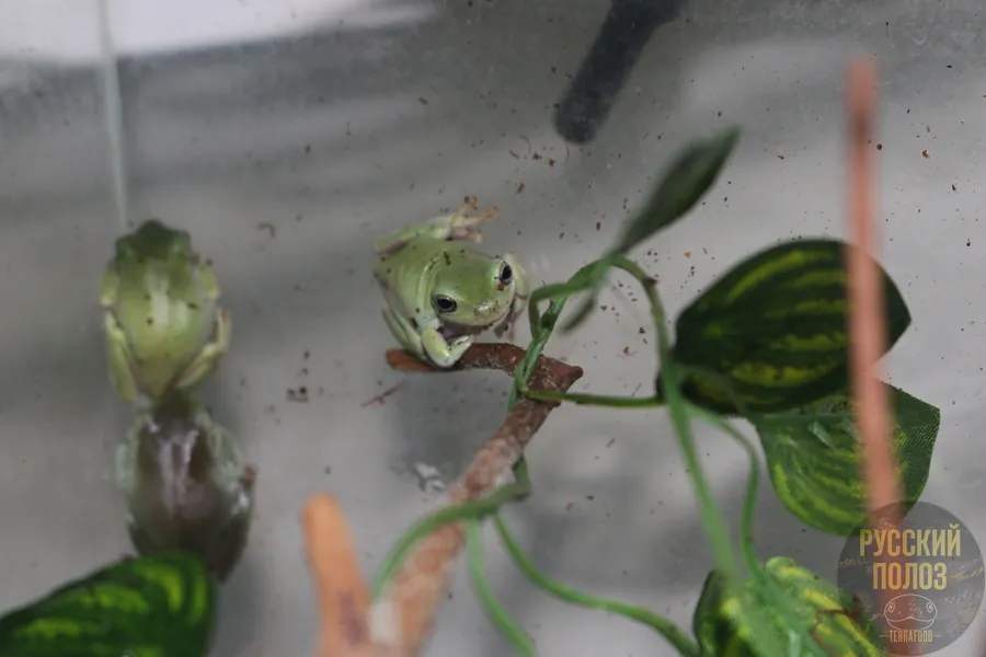 Австралийская голубая квакша, Litoria caerulea