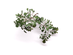 MiniWarPaint: Ветви дуба обыкновенного. Размер "M"