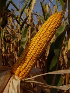 семена кукурузы краснодарский 385