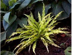 Хоста Atom Smasher