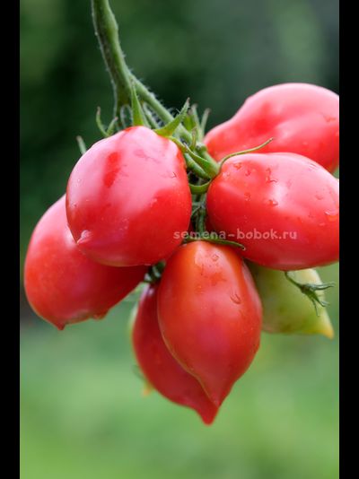 Томат Новинка Приднестровья, 10 шт