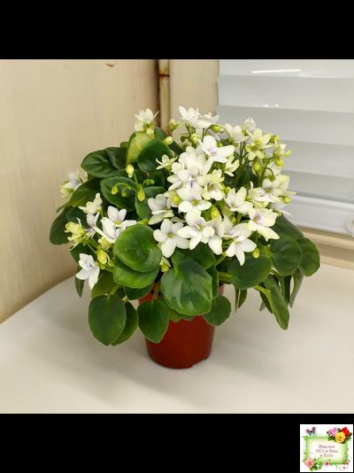 Broadway Star Trail (Селекционер неизвестен) трейлер