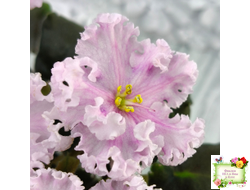 ВаТ-Любимая Внучка (Т.Валькова) 2016 г.