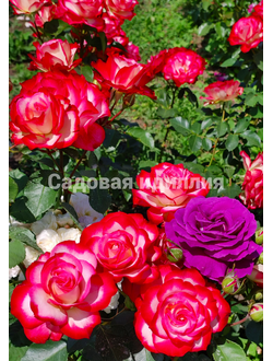 Флорибунда