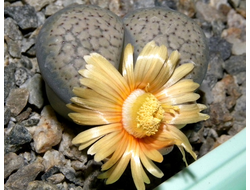 Lithops verruculosa (Литопс бородавчатый)