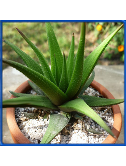 Haworthia attenuata v. glabrata
