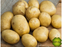 КАРТОФЕЛЬ СЕМЕННОЙ "СИНЕГЛАЗКА" (В НАЛИЧИИ С 20.02 ПО 15.03) 2 кг