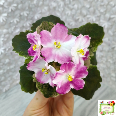 АВ-Птица Певчая (Фиалковод) 2022 г. (лист посажен 29.01.26)