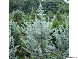 Можжевельник Блю Хэвн - Blue Heaven