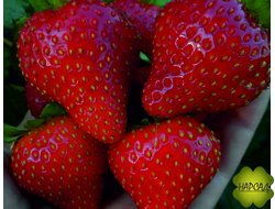 КЛУБНИКА "ВИМА РИНА" (РЕМОНТАНТНАЯ, НЕПРИХОТЛИВАЯ, ОЧЕНЬ СЛАДКАЯ)