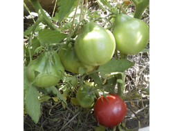 Томат Дендрера (Dendrera, Испания)