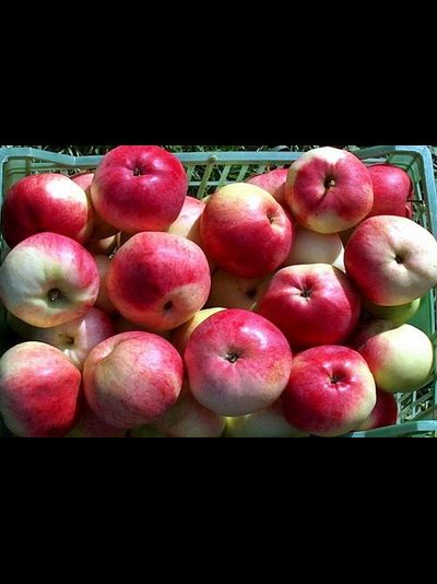 Студенческое (яблоня)