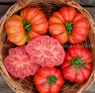 Томат Лев Минусинский, 10 шт
