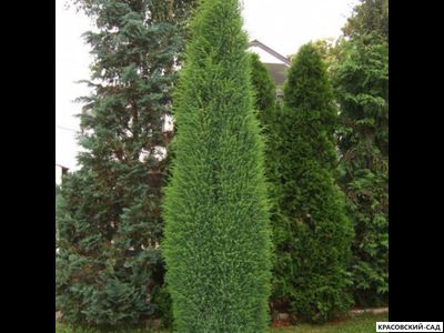 Можжевельник обыкновенный Суецика