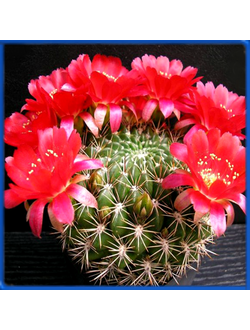 Weingartia jarmilae BB 1066A.06