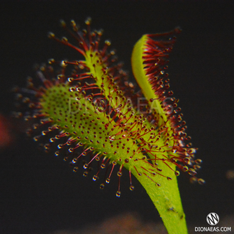 Drosera "Capensis Cretee"