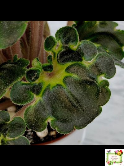 LV-Ланселот (Л. Шевелева) 2025 г. (клакамусный гёрл с кроновой пестролистностью) (стартер)