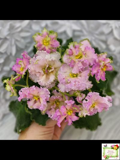 ЕК-Линжери (Е. Коршунова) 2021 г.