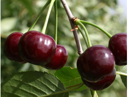 Мценская(вишня)