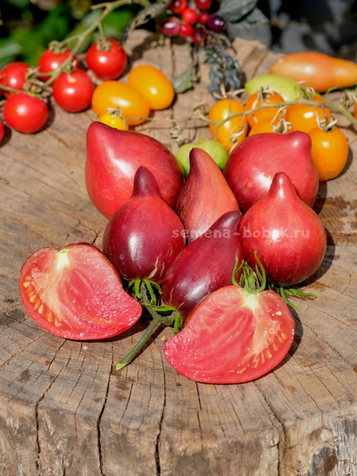 Томат Огненная Комета Софии, 10 шт