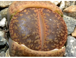 Lithops aucampiae (Kuruman form) C332 (MG-1546.4)